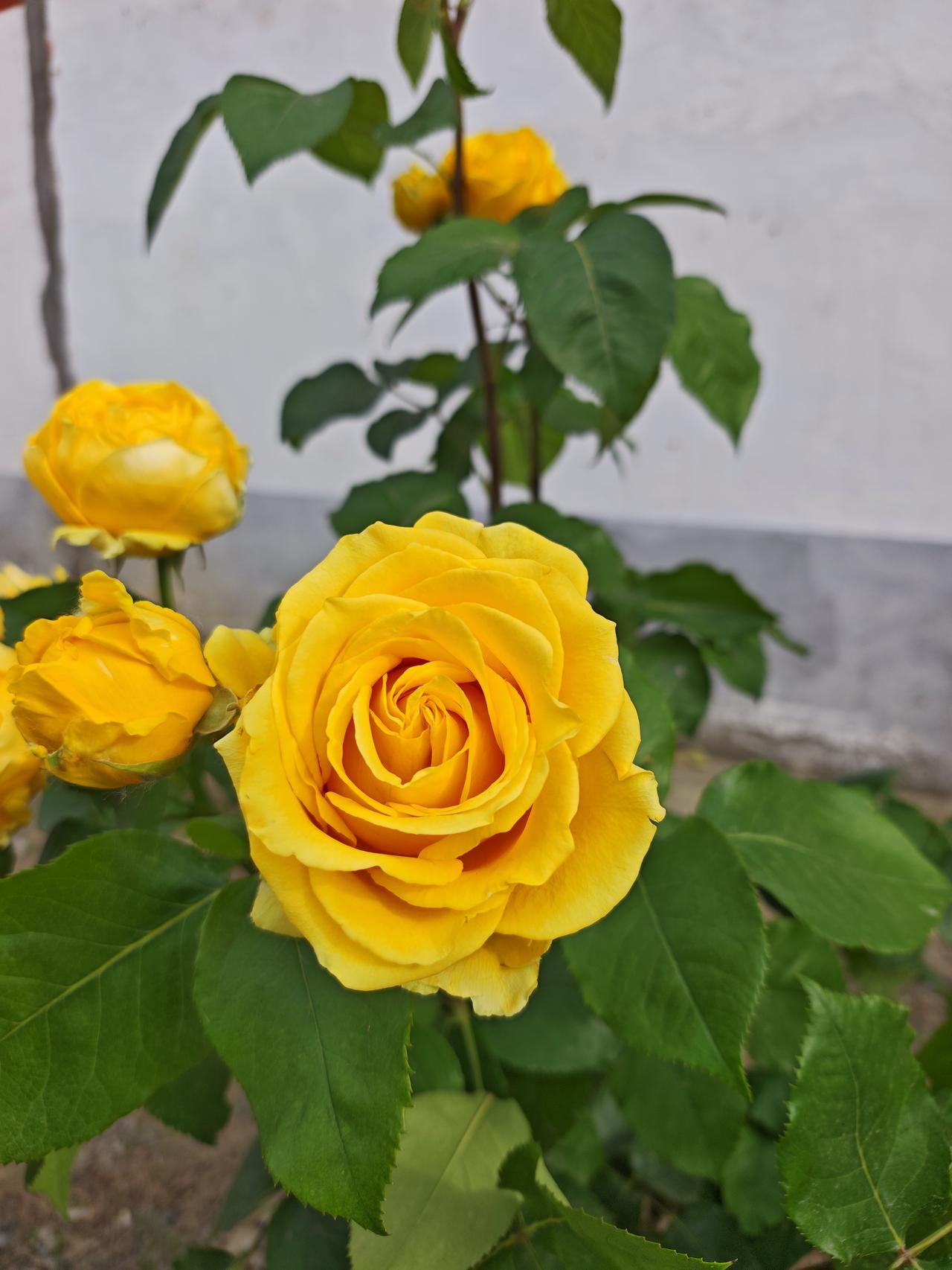 随手一拍的月季花