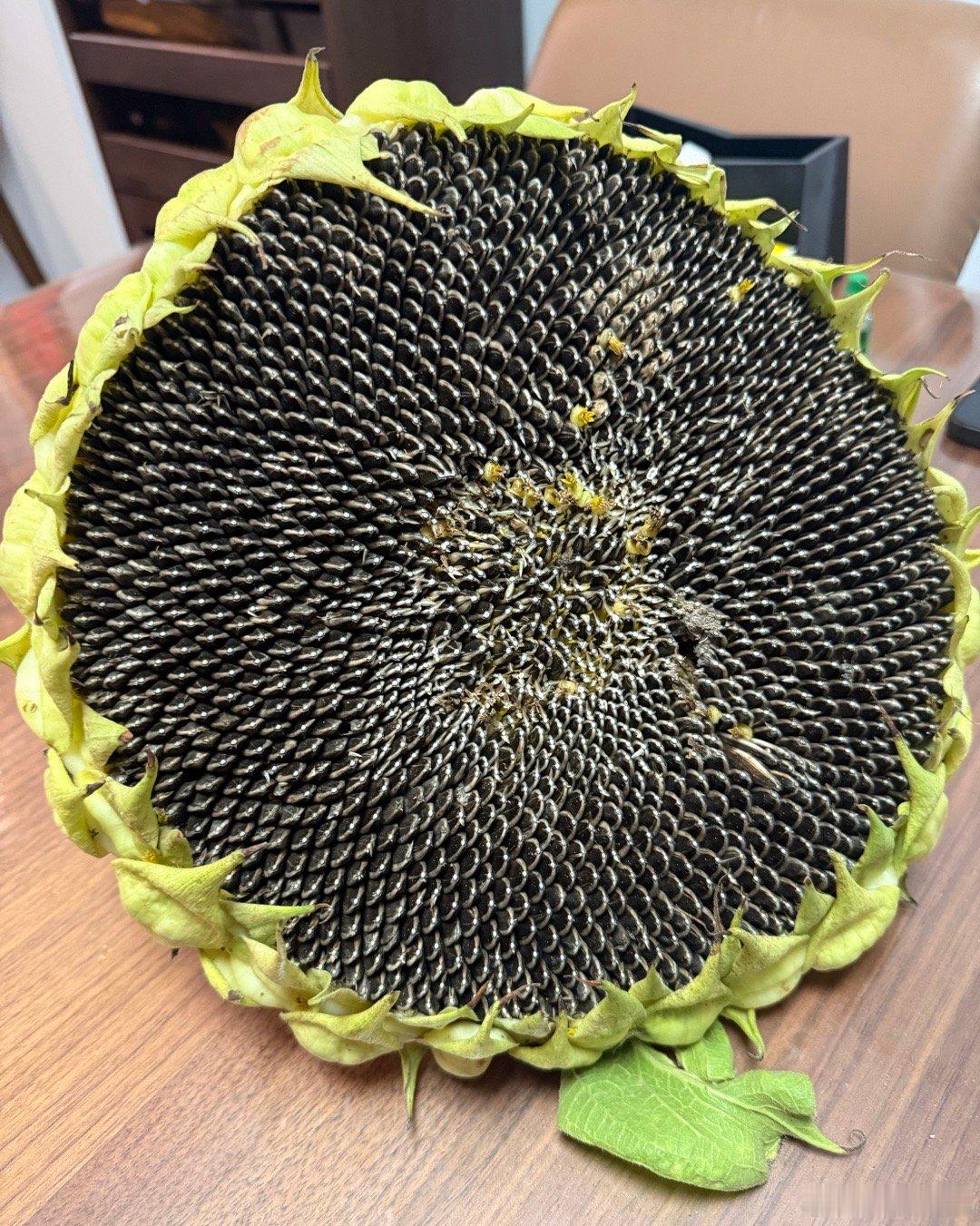 大大大脸盘子瓜子，收割啦
