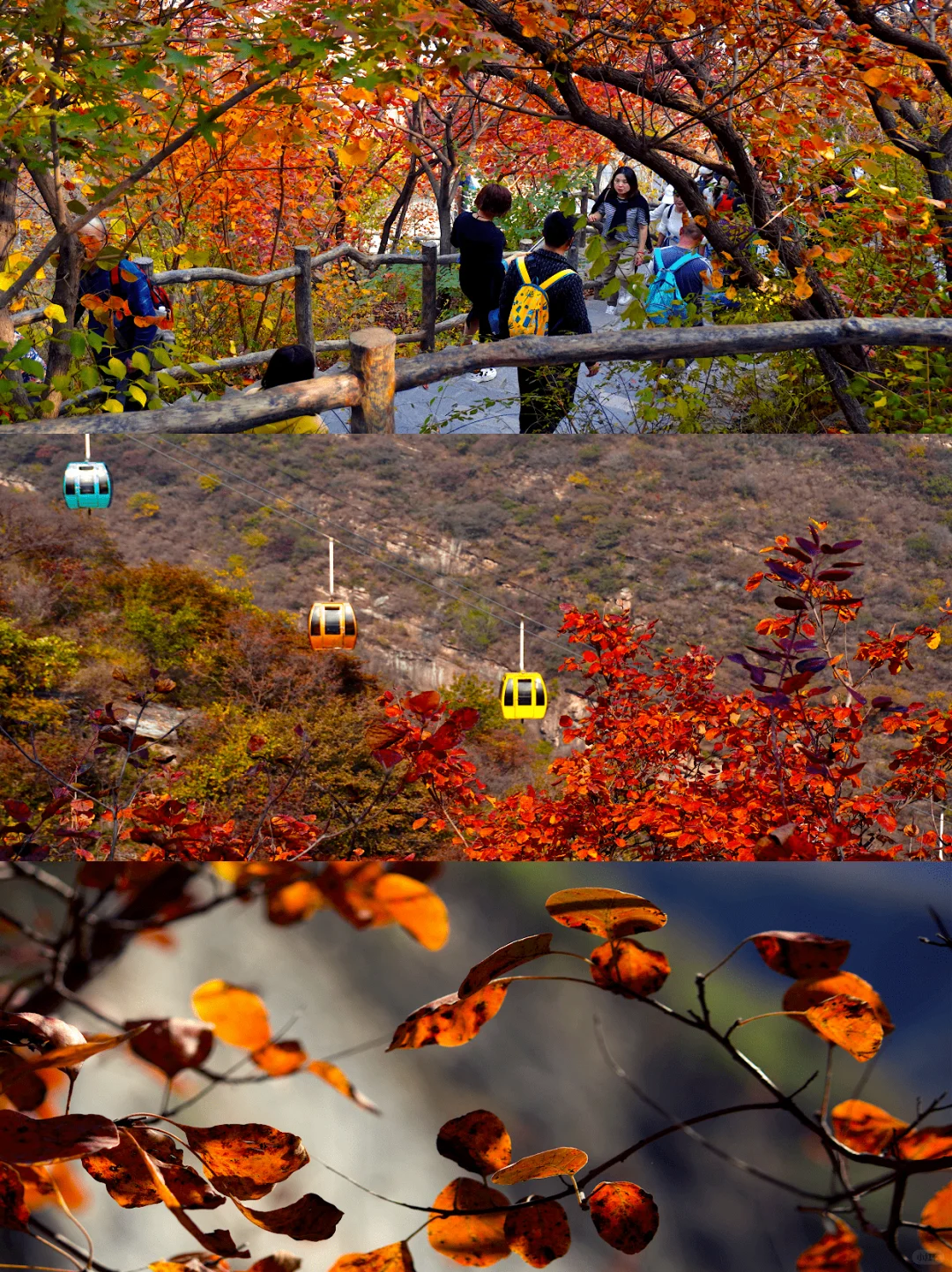 10天后的坡峰岭将会美成童话🍂附路线攻略