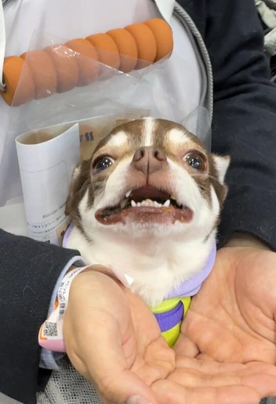 东京国际宠物展薅羊毛了｜东京周末日常