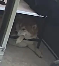 谁家好狗这么睡觉啊