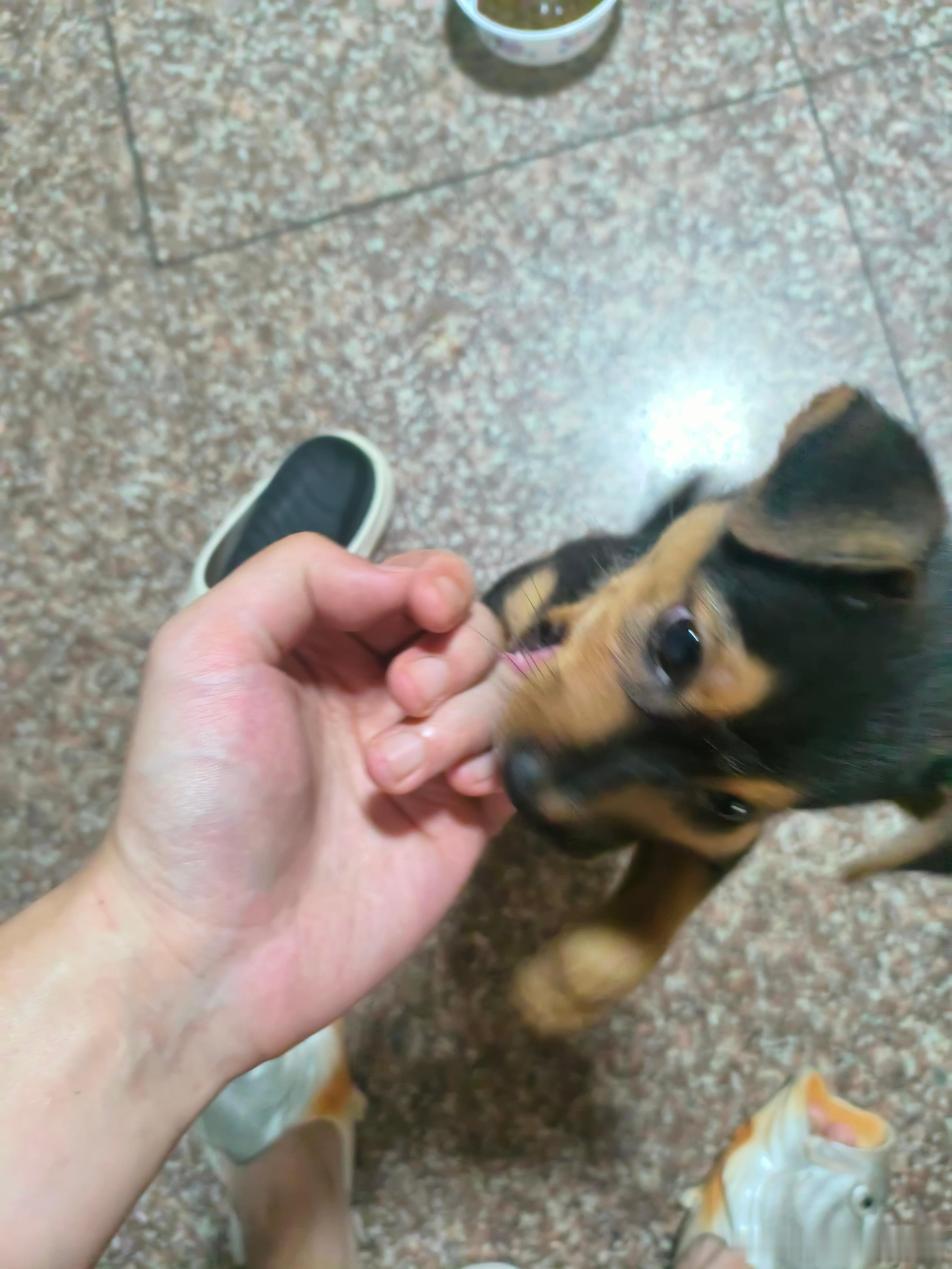 草，又捡到狗 