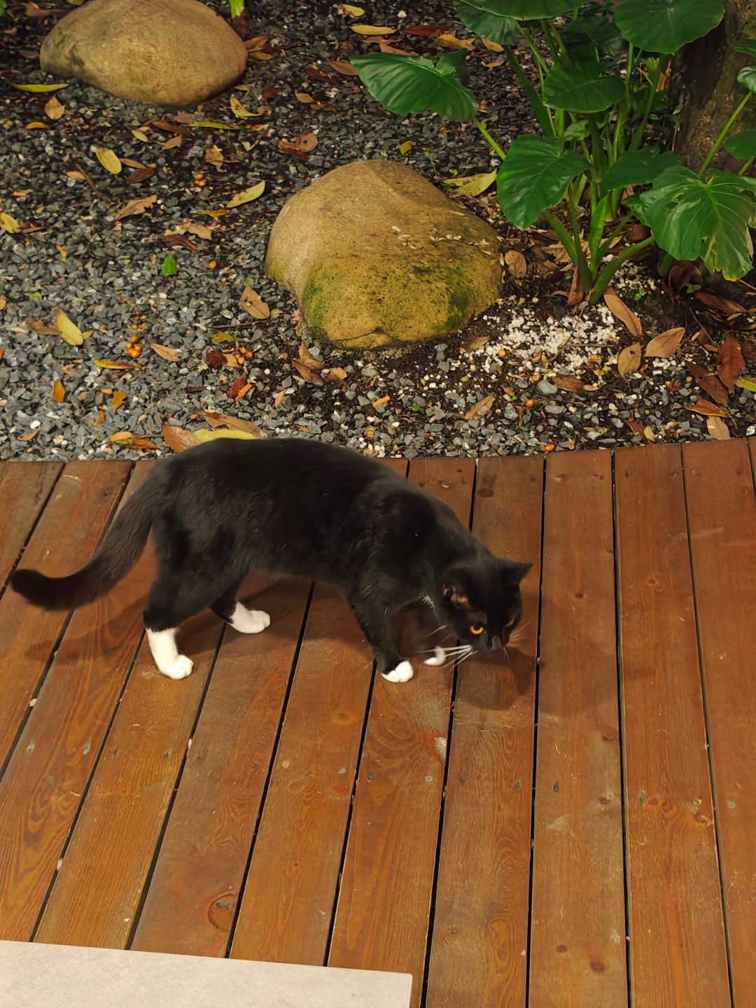 上午好，午饭过后开始今天之旅！黄金金价