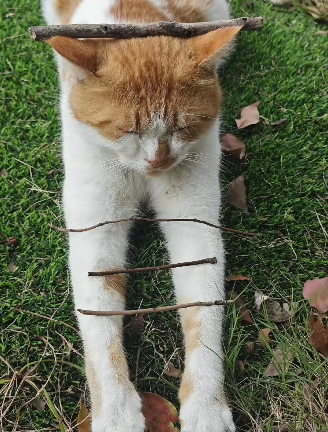 小猫对大学生的信任感