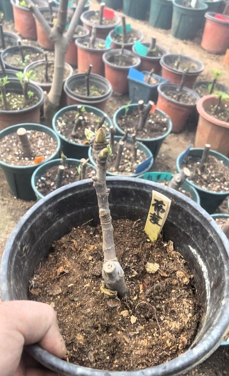 布索，也就是布里亚索特，是个值得关注的无花果品种。它果实中大，甜度特高，肉质细腻