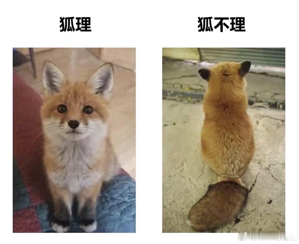 亮光突然丢下一张meme然后离开原图p2 