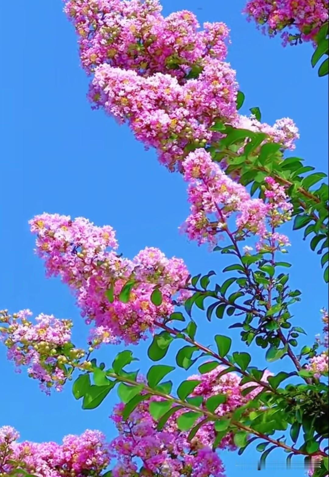 谁道花无百日红？紫薇花开得正热闹！这一簇簇的粉紫色，把夏天的氛围感拉满了。随手一