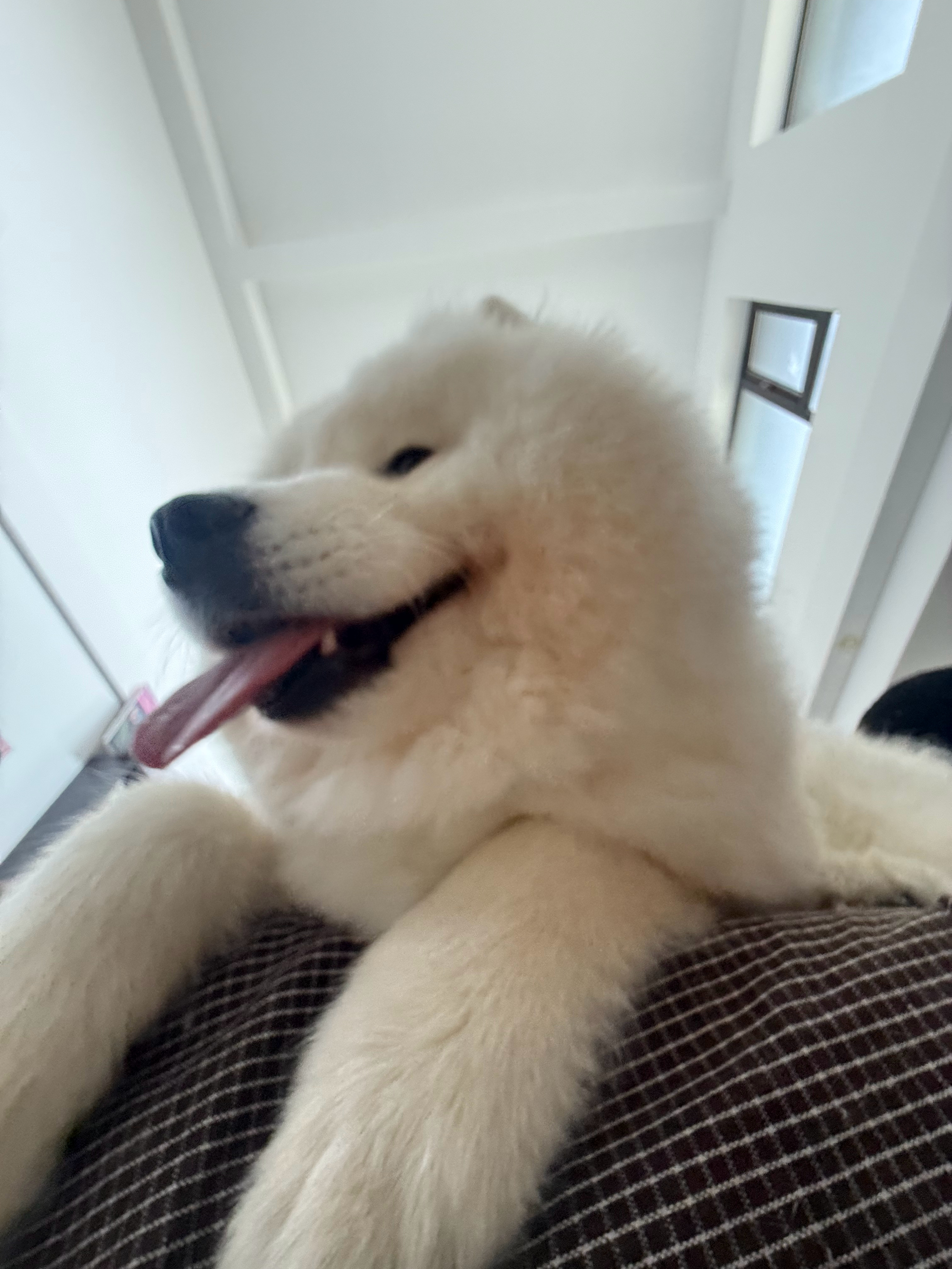这几张都有点像狼…… 