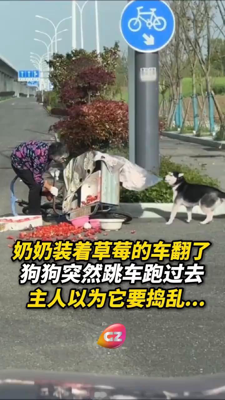 奶奶装着草莓的车翻了，狗狗突然跳车跑过去，主人以为它要捣乱。
奶奶的车翻了，草莓