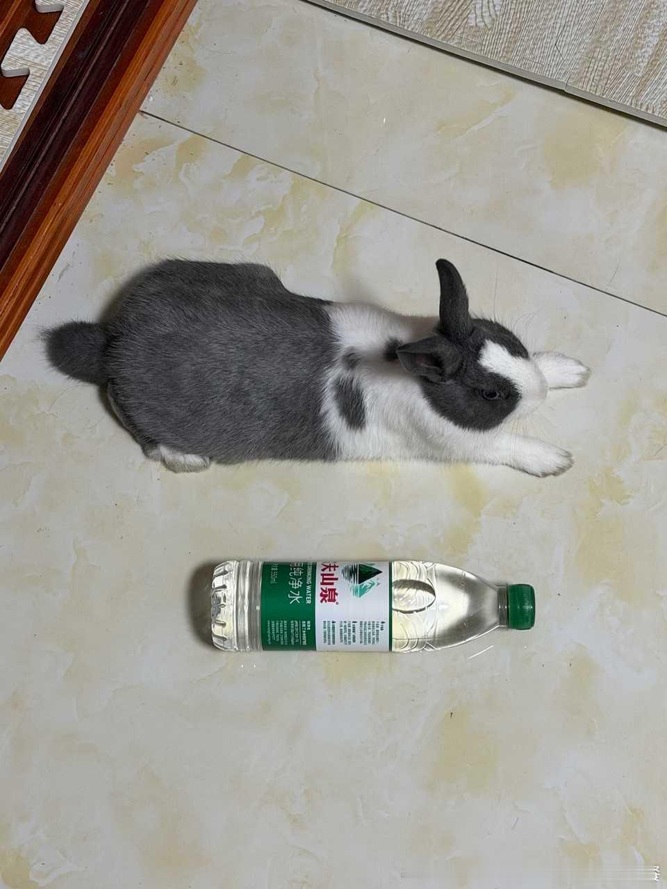 13733🐇【数学题】求兔体积 