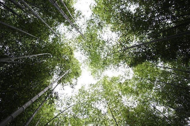 竹林·溪水·红嘴鸟·小野花，山野间的春夏闲趣！天清·气朗·小清新·虫鸟鸣，尘世里