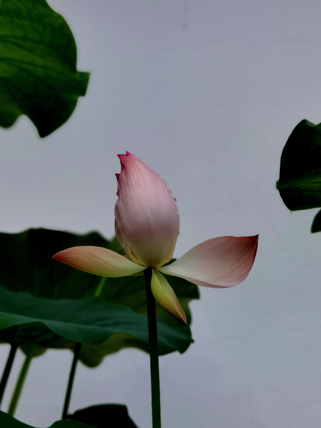 杭州西湖净慈寺的荷花荷花 莲花