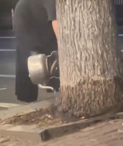 “太离谱了”！沈阳一大妈连续两周晚上，提着一壶开水去小区路边浇树，邻居开始都以为