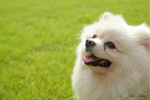 虽然不能直接分享照片，但我能描述超可爱的狗狗画面。
春天里的博美小狗萌翻了！春日