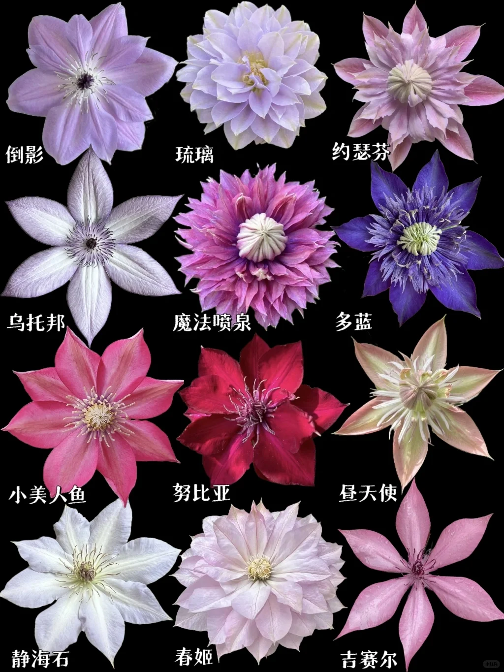 【铁线莲】世界千奇百怪，你可可爱爱