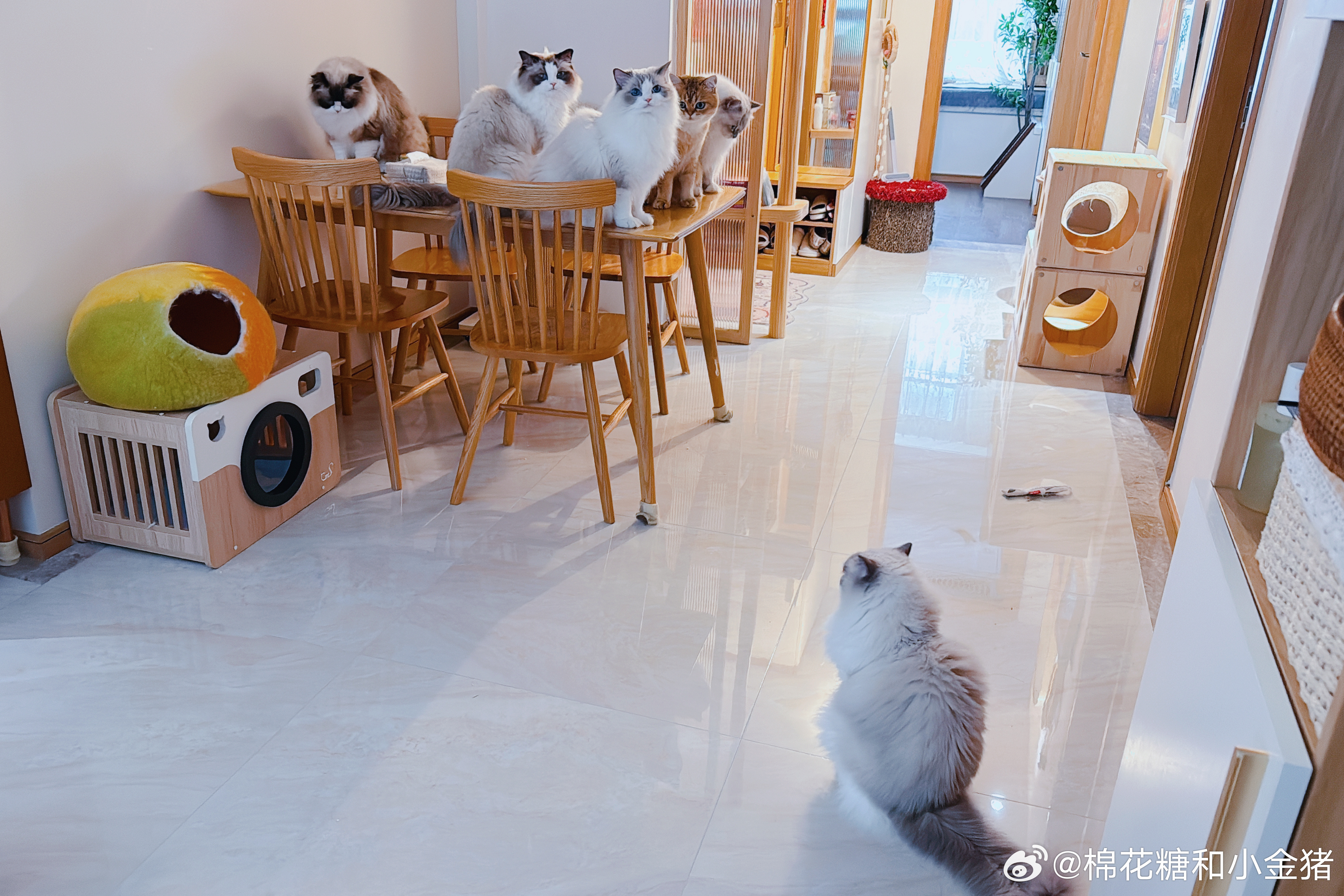 我只是站在这里，没有要给你们吃零食的意思哈～ 
