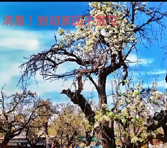 胡家园子的百年老树梨花盛开！游人络绎不绝，快来看看吧！