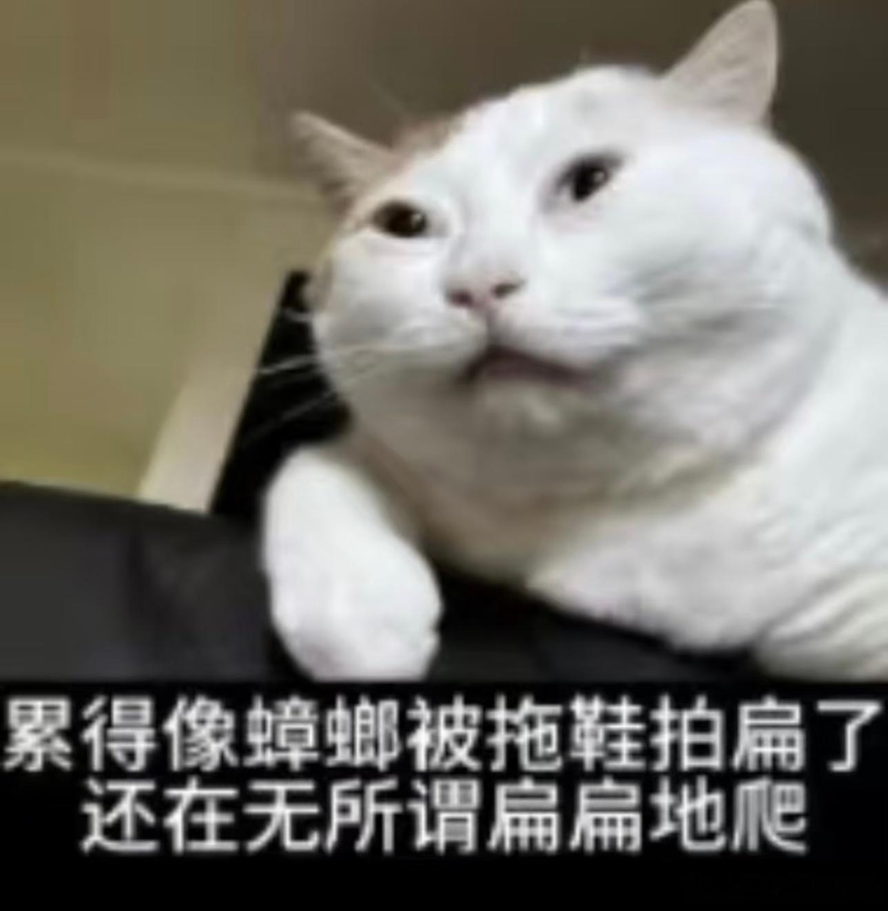 一个悲伤的消息友友们，枝85要请假了，因为工作实在是太忙了，项目ddl提前和85