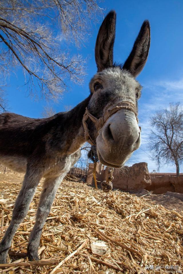 你知道驴和骡子有哪些区别吗驴是骡子的生父，是父本。公马配母驴，生出的骡子是马骡，
