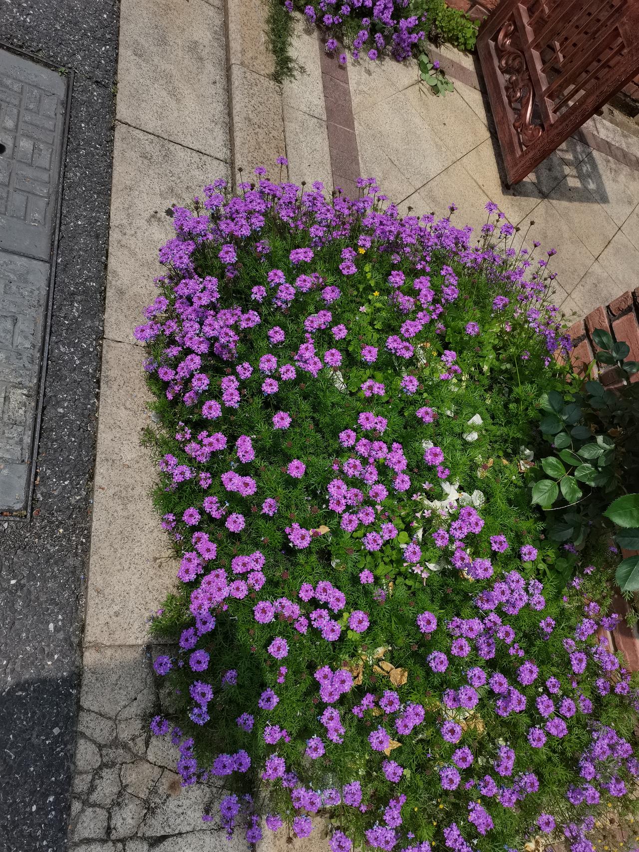 人心幽微，
损人利已的事今天见识到了。

上午趁着雨歇，
我推着小老板出门溜达，
