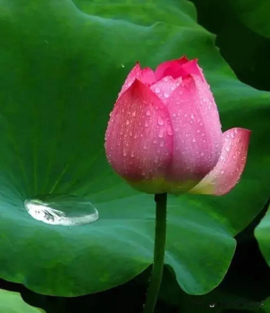 眼儿媚-烈日炎炎紧相拥
烈日炎炎紧相拥，恐惧逃避中。一天不雨， 翠叶消瘦，雨来仿