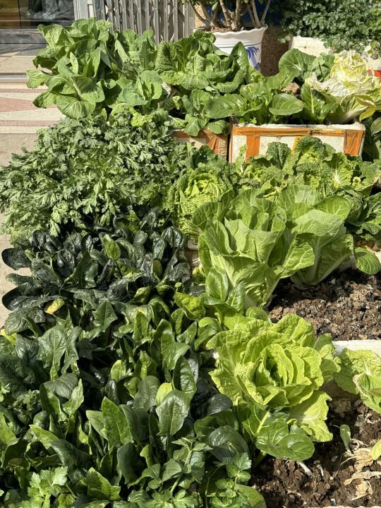 让我看看你们的小菜园