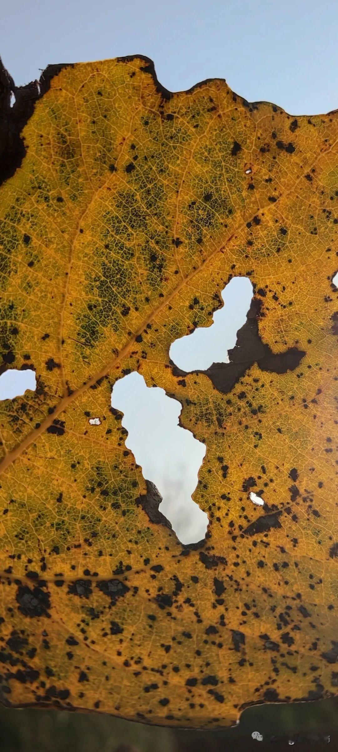 今天，我完成了从“用神话保护直觉”，到“用理论保护直觉”，再到“让直觉自由行走”