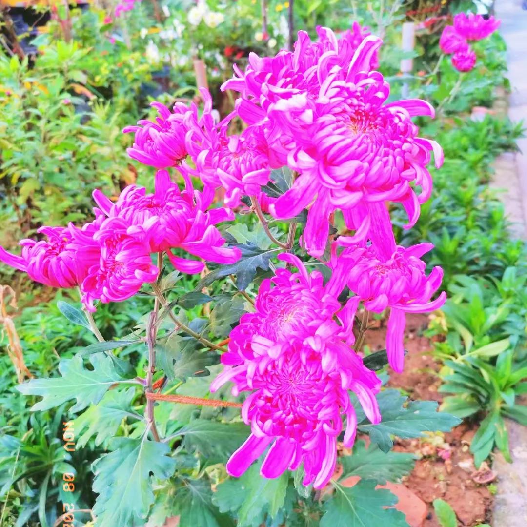 #随拍菊花的美分享#
随手一拍都是美景，赏心悦目的菊花仙子，个个风情万种，各有特