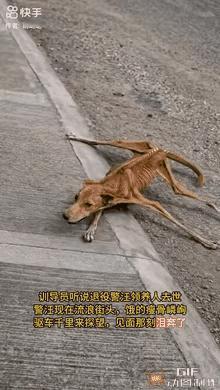 一名训导员听闻一只退役警犬的领养人不幸离世，可怜的狗狗直接流落街头。它特别有骨气