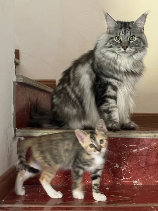 九江彩狸小喵找领养！🐈