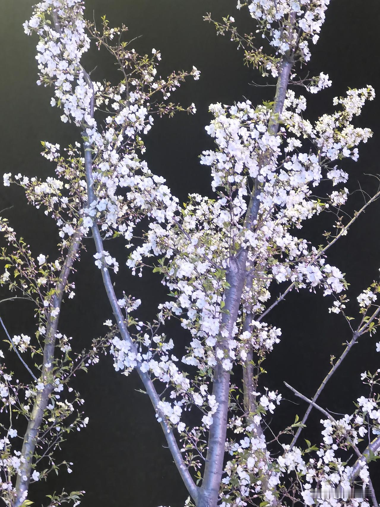 晒图笔记大赛“好雨知时节，当春乃发生”，把雨写得像有灵性一样，知道在春天该来的时