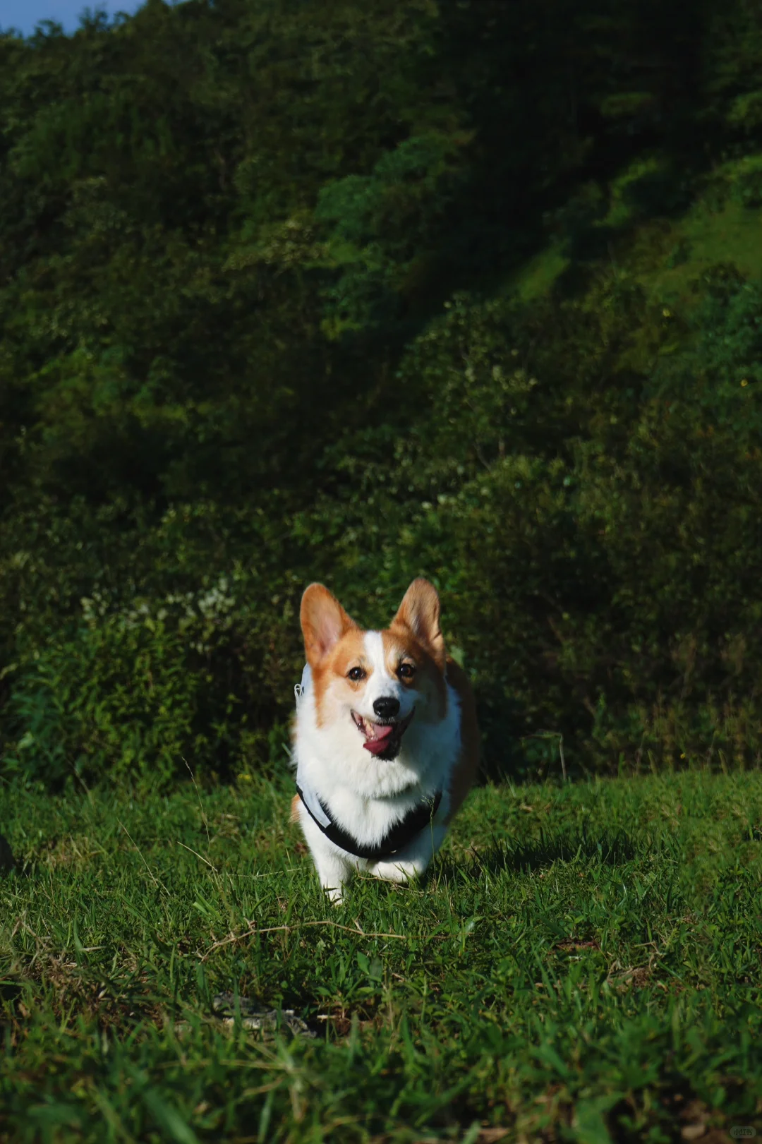 安庆的牛草山真的巨好看～