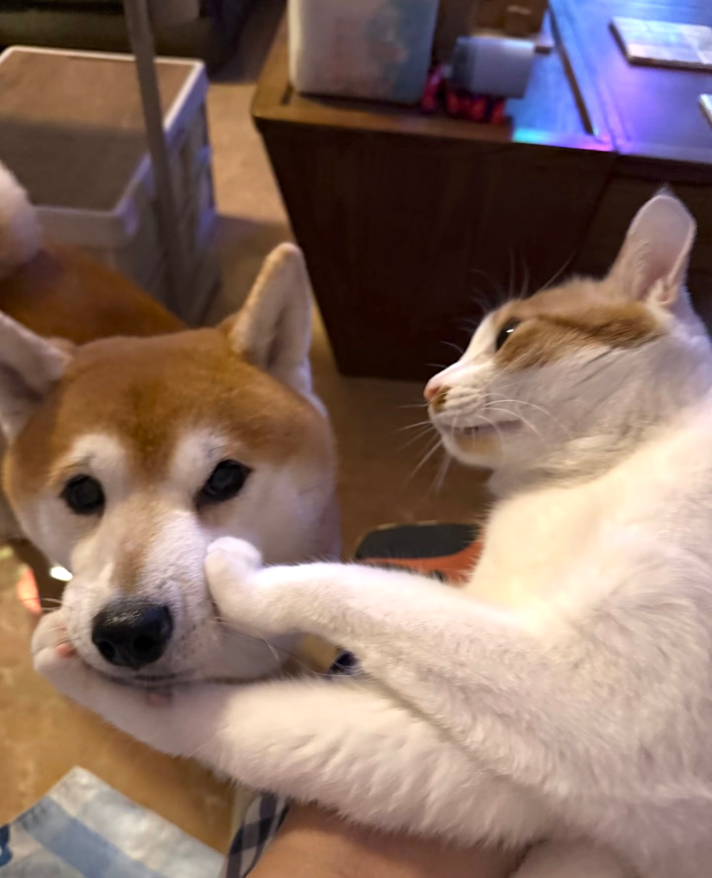 被猫猫硬控的小狗 ​​​