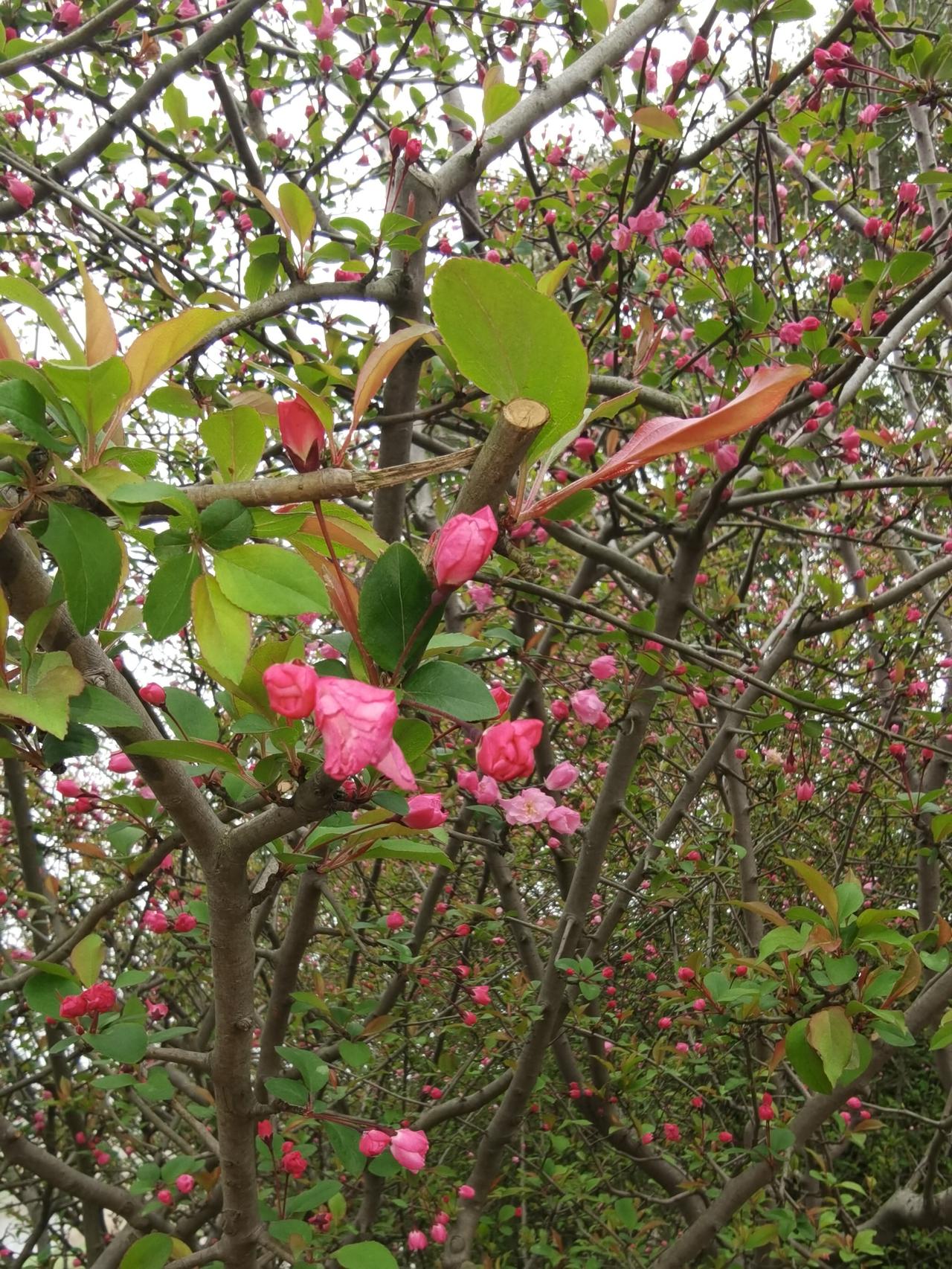 含苞待放的桃花！