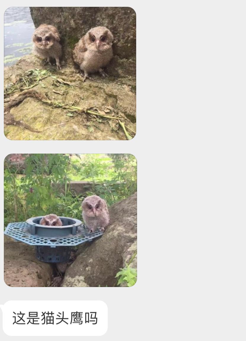 偶遇两只领角鸮🦉宝宝（猫头鹰搁这躲猫猫呢，不要带走它哦！ ​​​