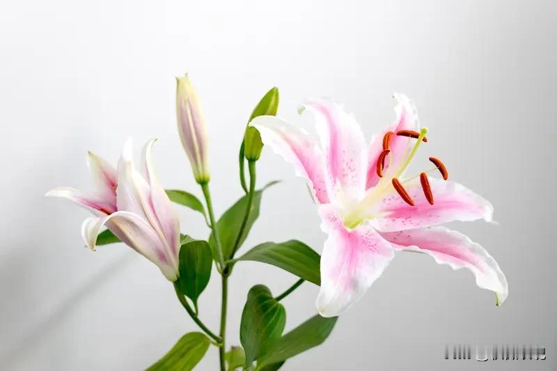 身体是一座园林，
食物是温柔的园丁。
肺腑的浊气，
交给萝卜的清脆与百合的清甜；