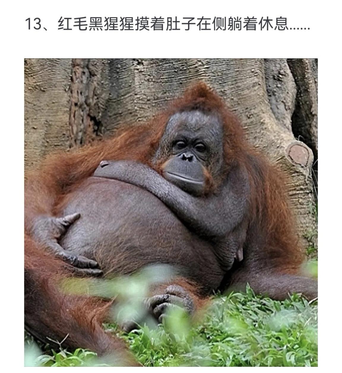 红毛黑猩猩摸着肚子在侧躺着休息