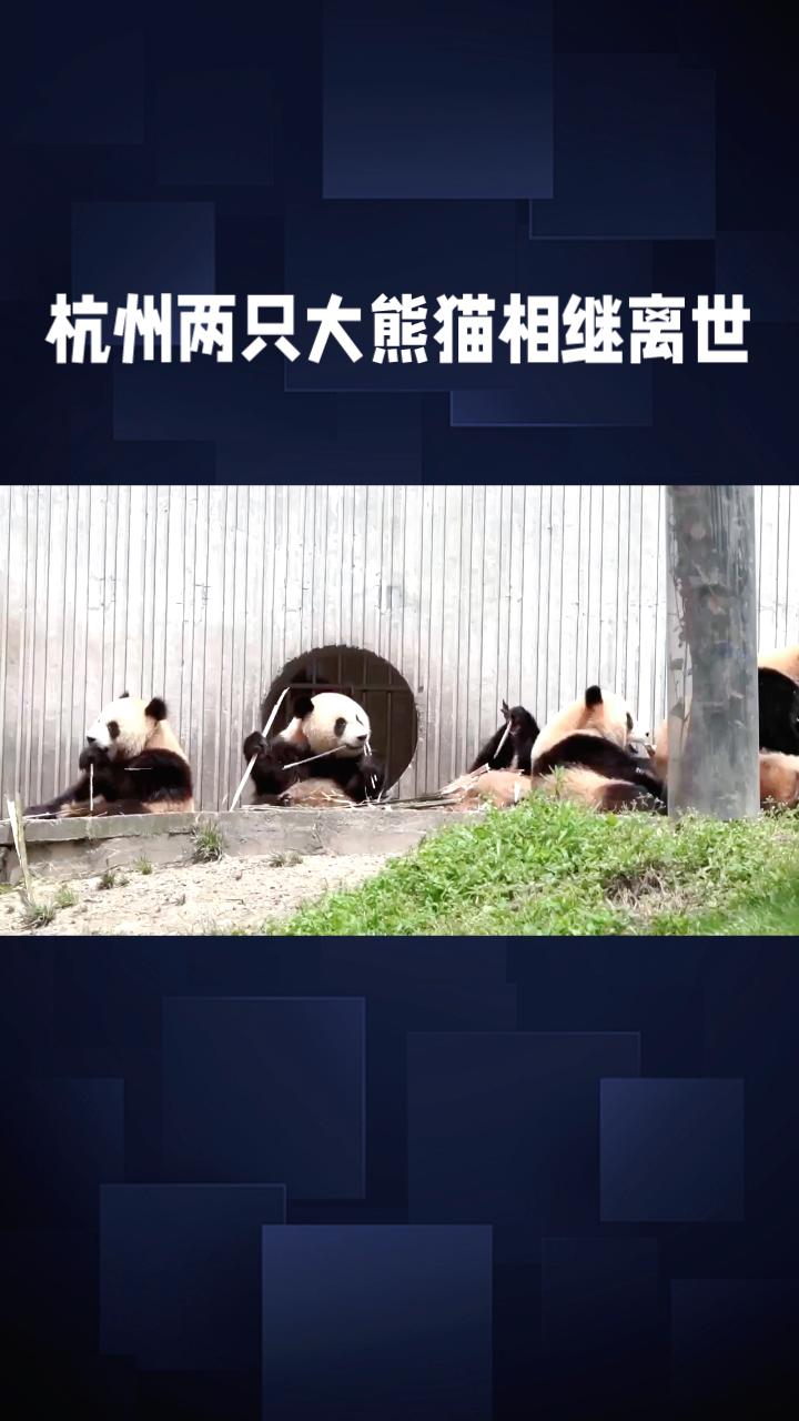 两只大熊猫为何在短短两天内相继离世？杭州动物园紧急调查背后隐藏着什么真相？
2月