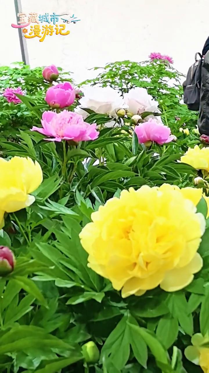 宝藏城市漫游记。
五一看牡丹花别担心，这里花开正倾城，别错过。洛阳中国国花园五月