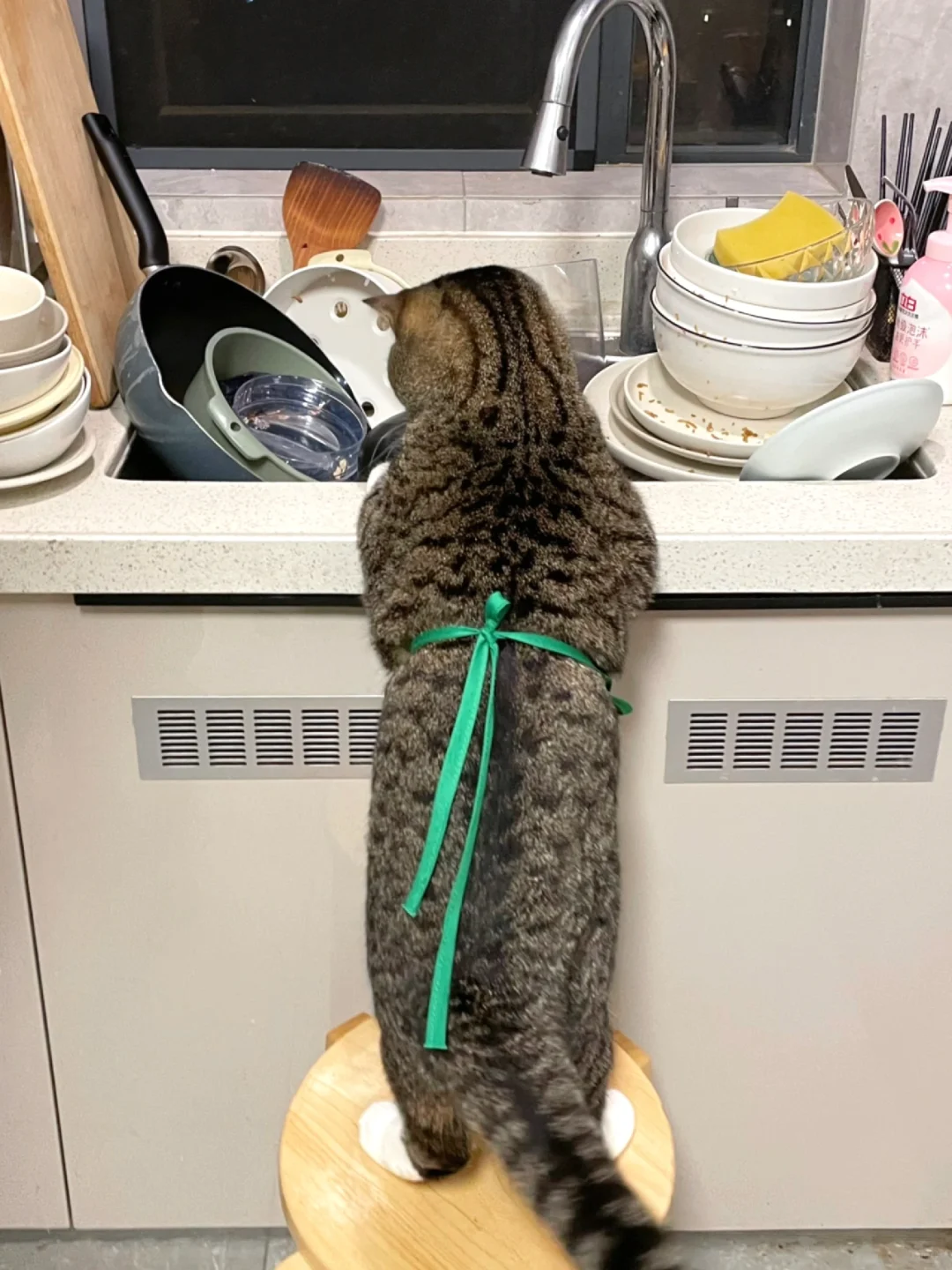 都说养儿防老，养猫也可以～