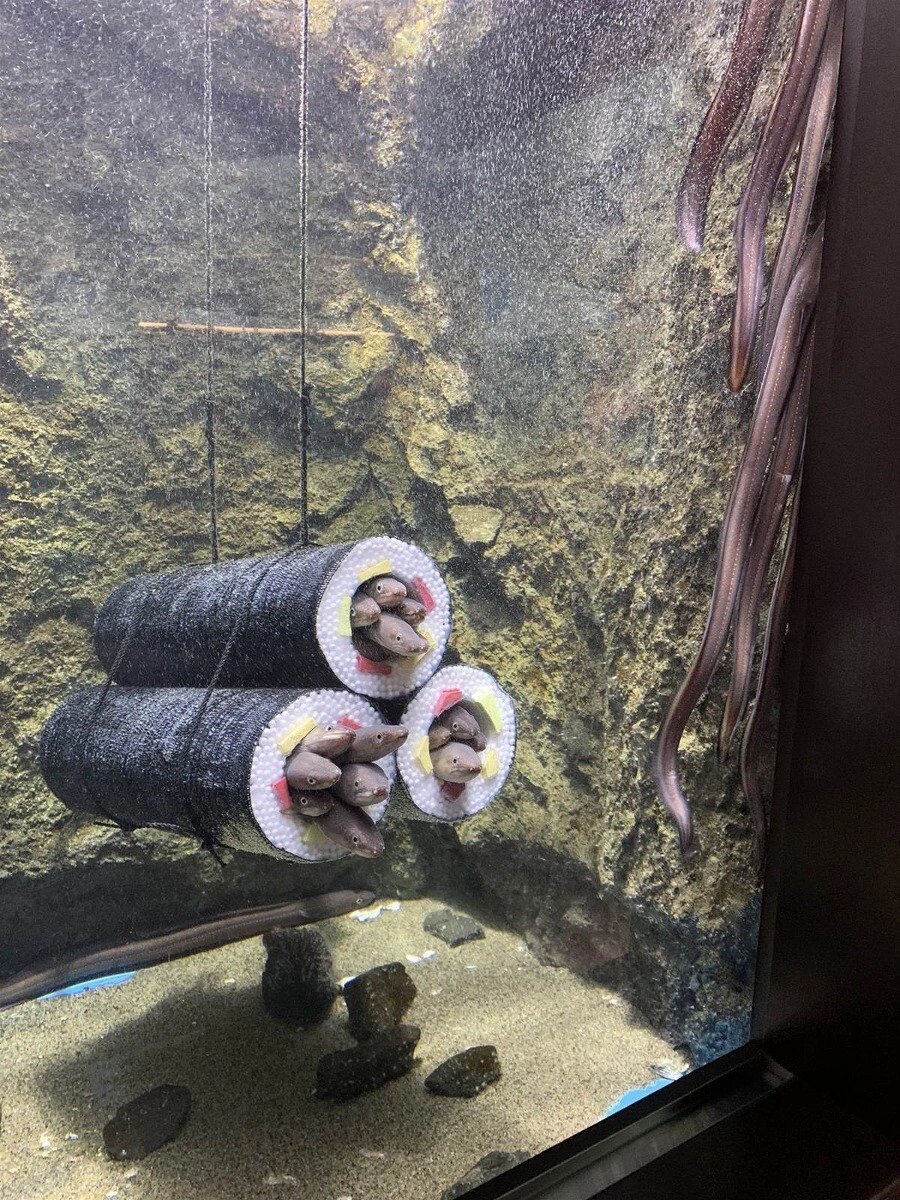 “鳗鱼的新家”#新年快乐漫游指南##水族馆# ​​​