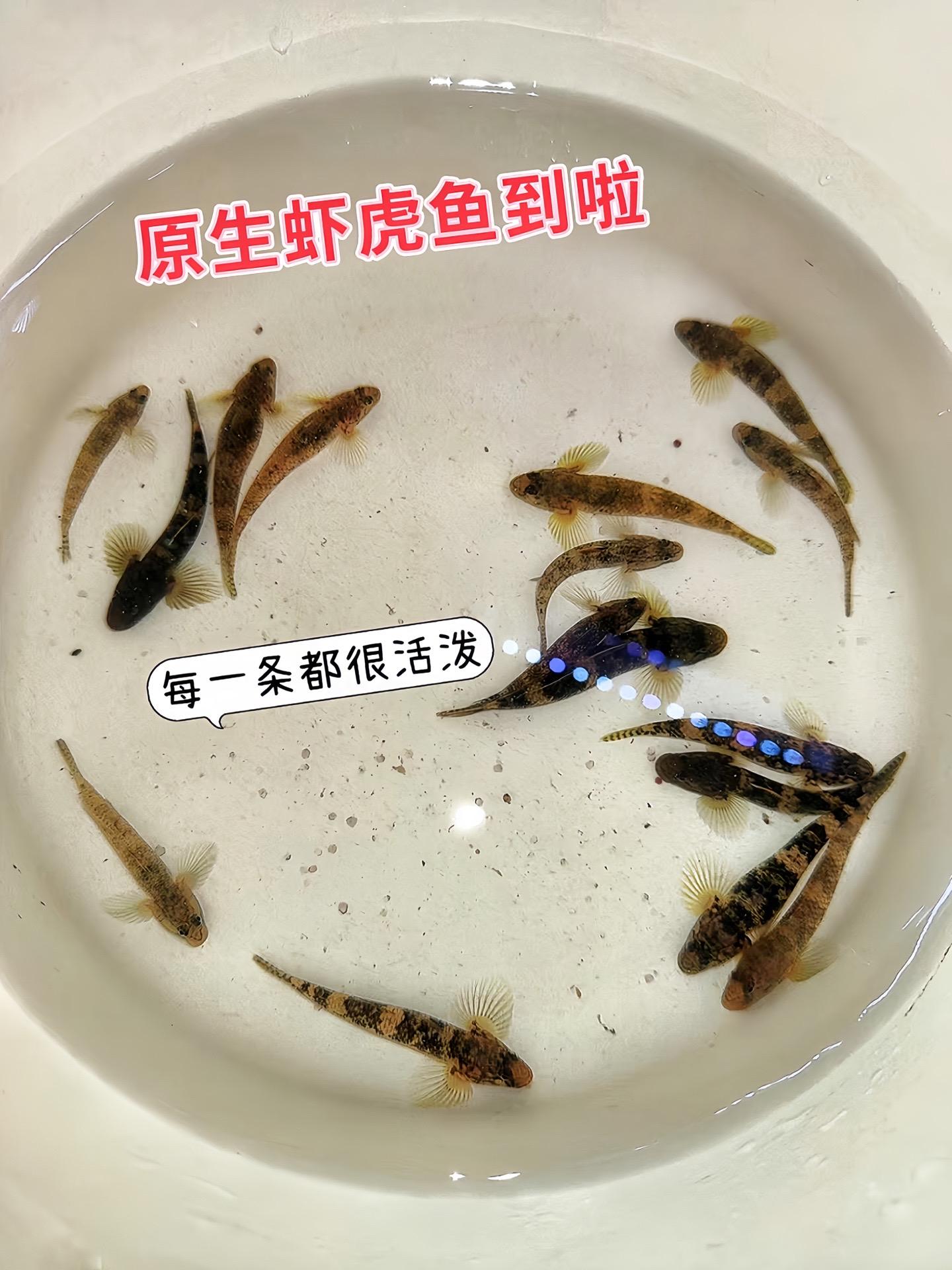 鱼缸里的“清道夫”来啦！虾虎鱼可是除藻小能手，能把鱼缸壁和水草上的藻类...