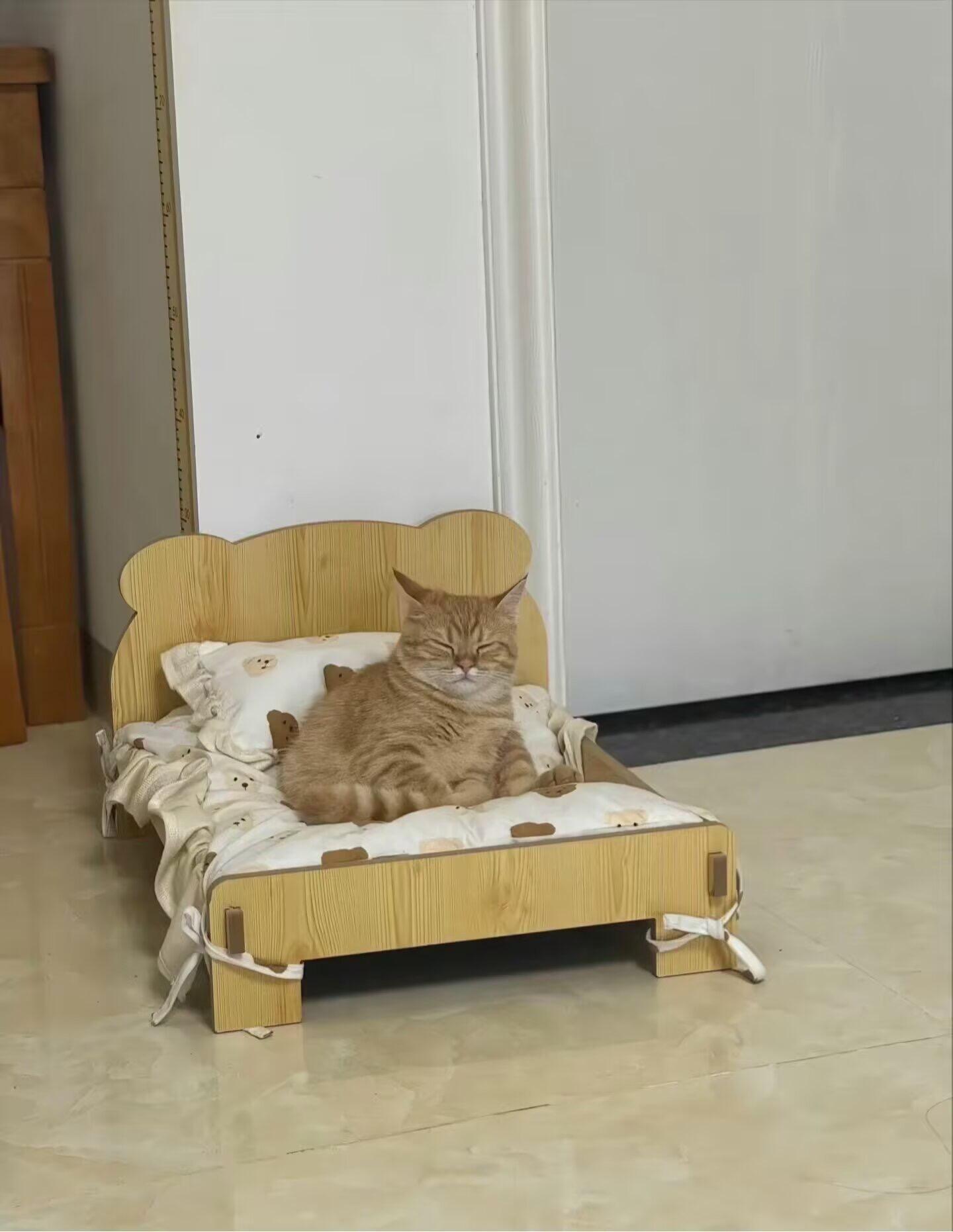 非常震惊，小猫咪床塌了 ​​​