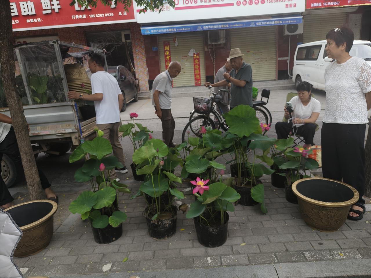 晨跑返回，在运城盐湖西街，被一盆盆莲花🪷所吸引，30元一盆，两盆50元。

引