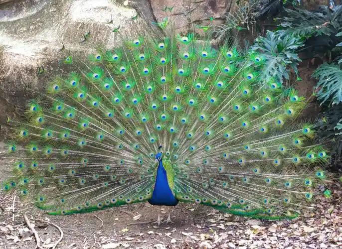为什么动物界都是雄性服美役，雌性反倒朴素低调？
很多人看见雄孔雀开屏，都以为它天