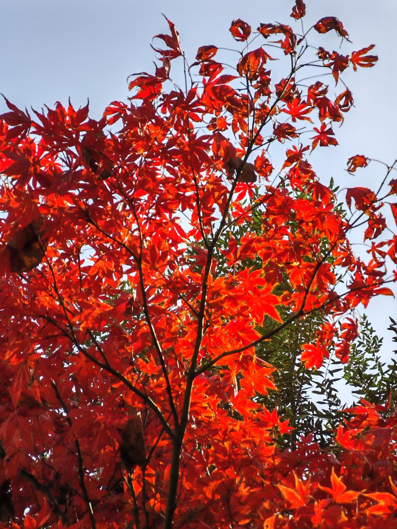初冬，艳丽的红枫叶比春天的花朵还要美丽，让人沉醉。