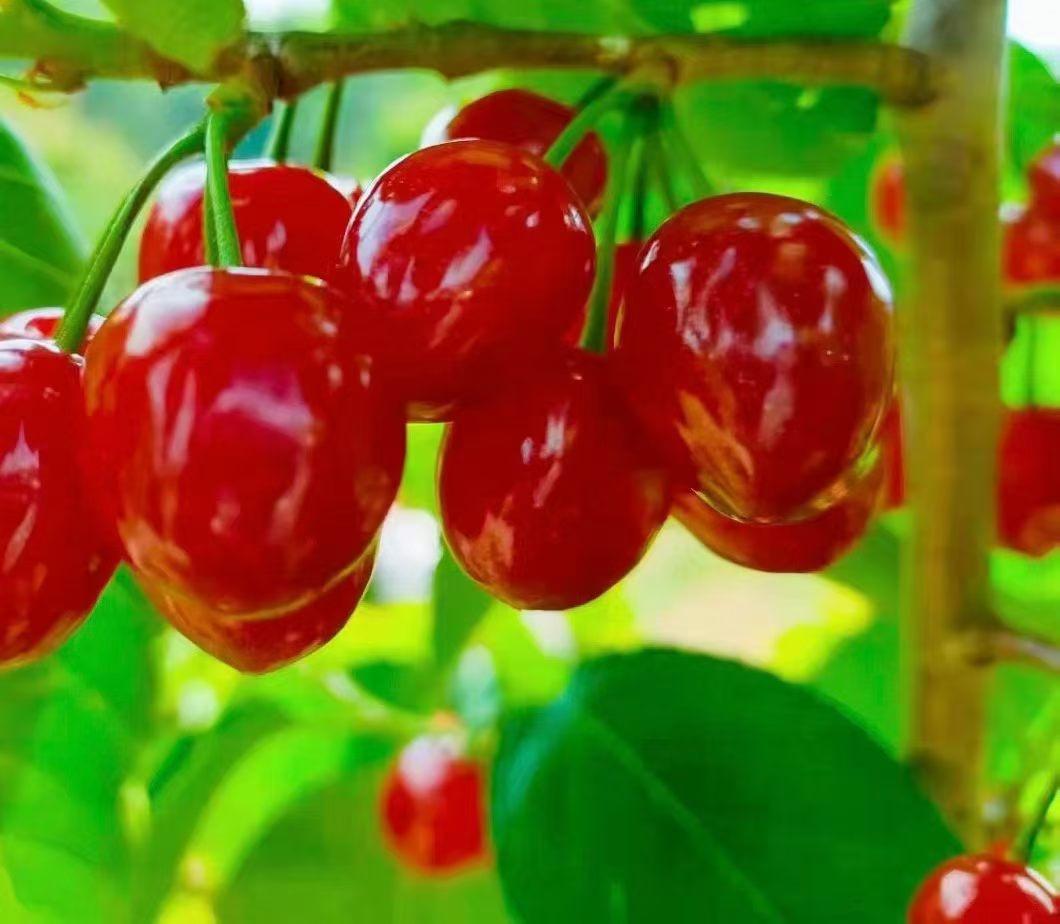 诱人的四川米易樱桃，李老板家13340719280。
如果有意愿购买、采摘，请直