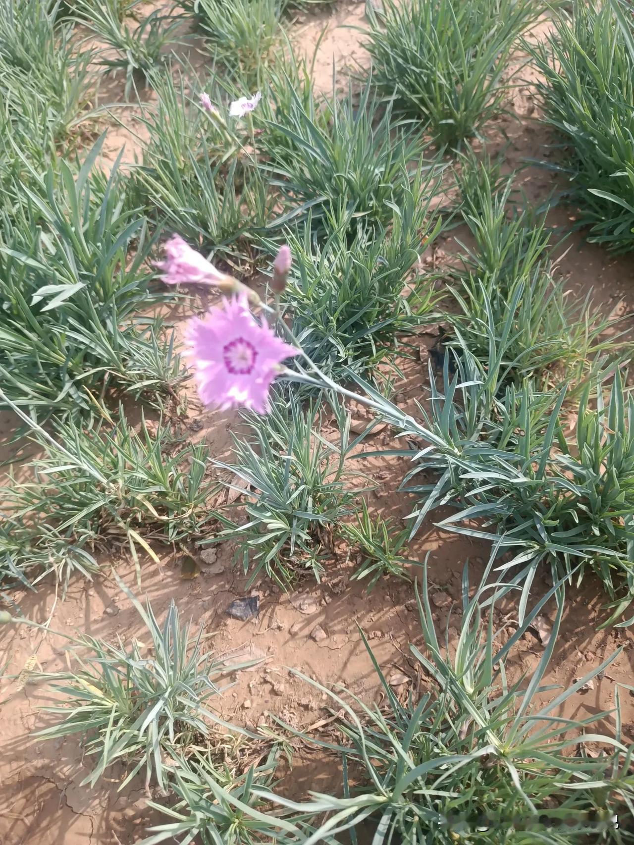 夏日生活打卡季小花一朵，新的一天