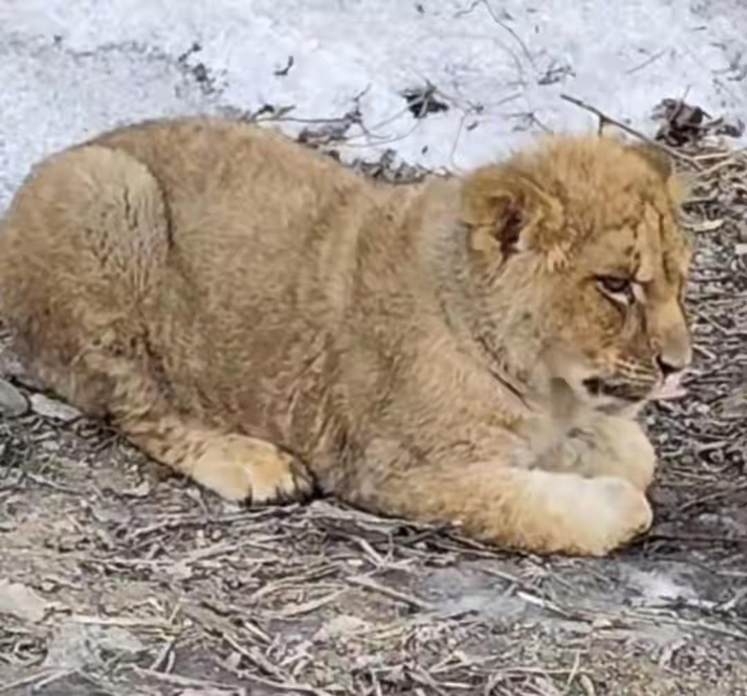 “年关将至，年兽已到！”2月11日，有网友称，山西长晋高速路边发现一只小狮子，引
