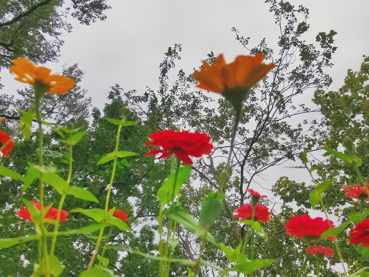 秋雨绵绵，情意绵绵。愿这连绵的秋雨，不仅滋润大地，也滋润你的心田，带给你无限的温